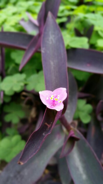 Close-up of pink flower