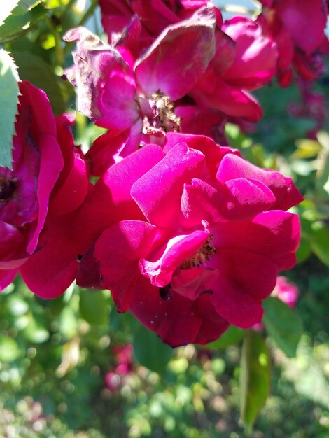 Close-up of pink flower