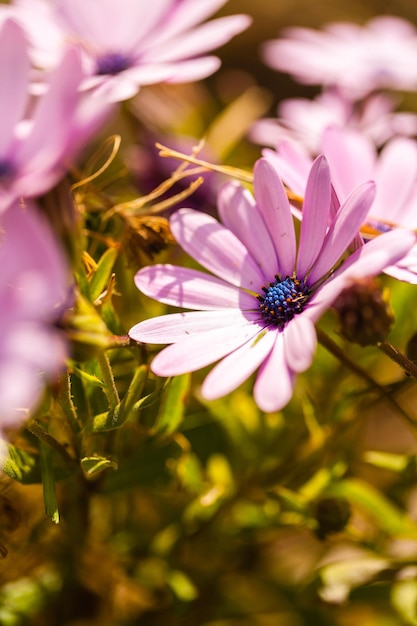 Foto close-up di un fiore rosa