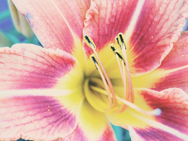 Close-up of pink flower