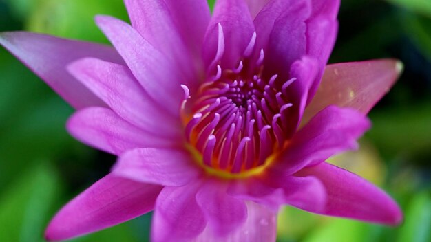 Close-up of pink flower