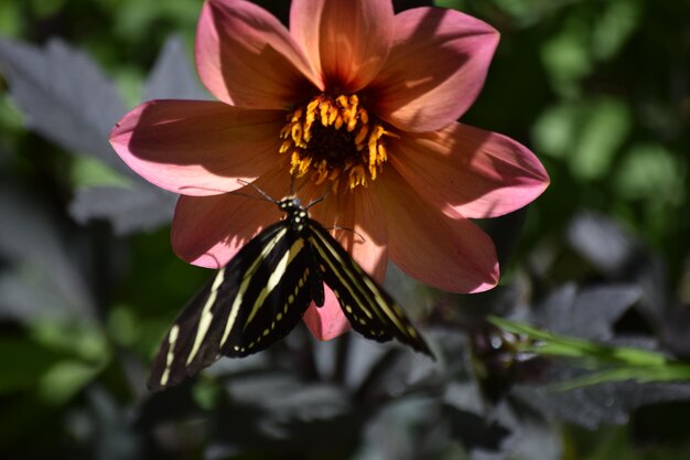 Close-up of pink flower