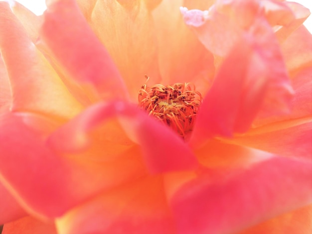 Close-up of pink flower