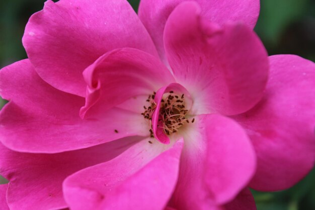 Close-up of pink flower