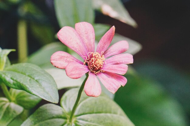 Foto close-up di un fiore rosa