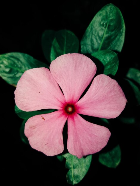 Foto close-up di un fiore rosa