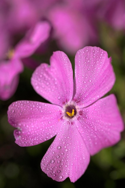 Foto close-up di un fiore rosa