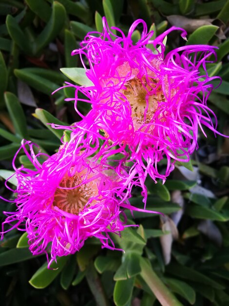 Close-up of pink flower