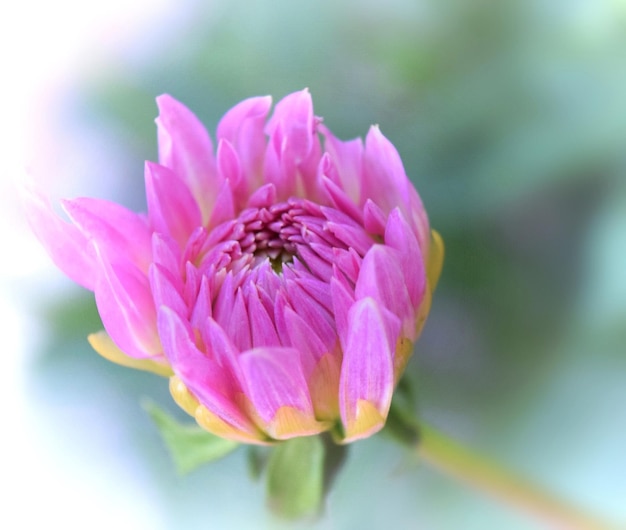 Foto close-up di un fiore rosa