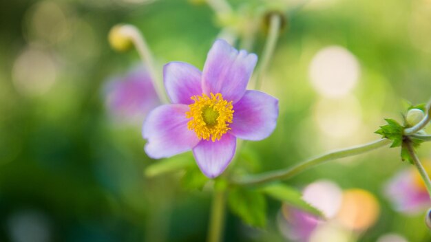 Close-up of pink flower