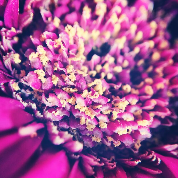 Close-up of pink flower