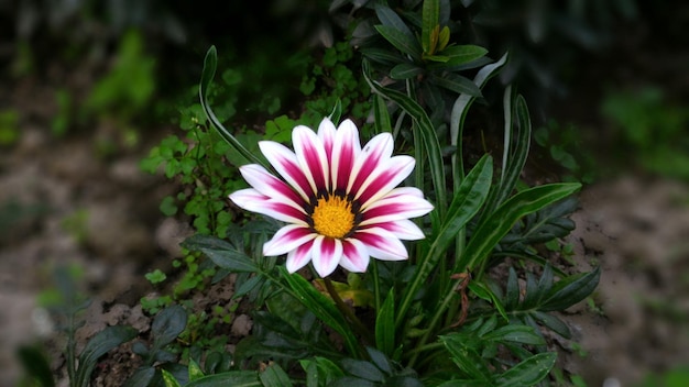 Photo close-up of pink flower