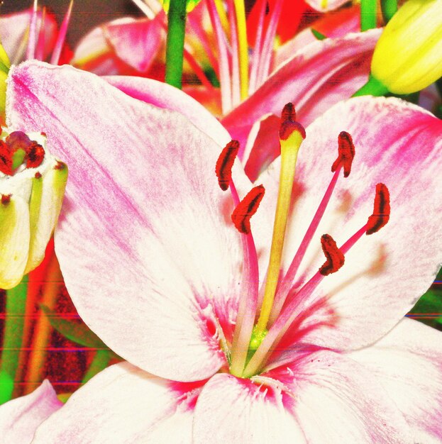 Photo close-up of pink flower