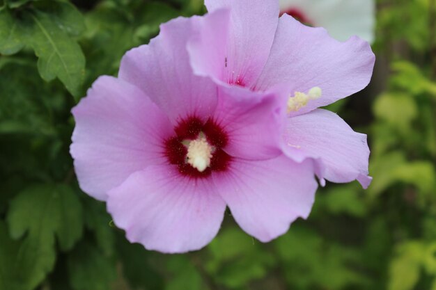 ピンクの花のクローズアップ