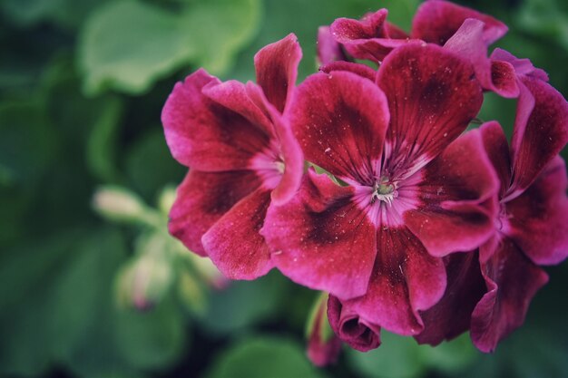 Close-up of pink flower