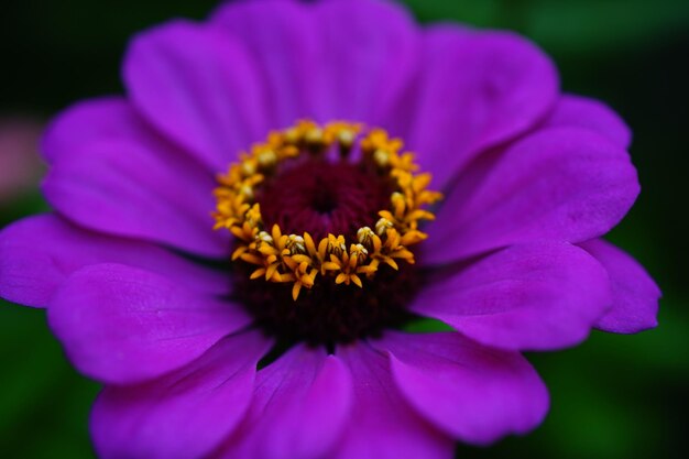 Close-up of pink flower