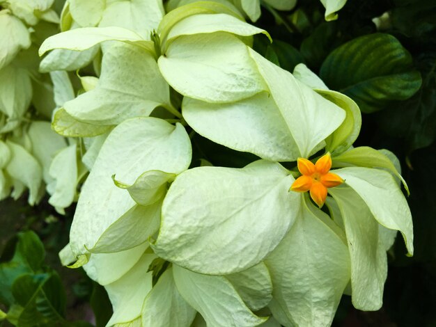 ピンクの花のクローズアップ