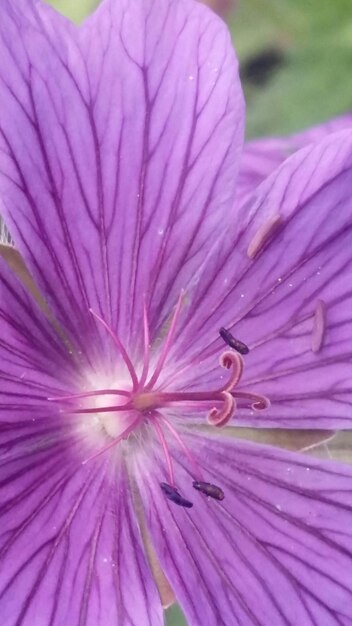 Close-up of pink flower