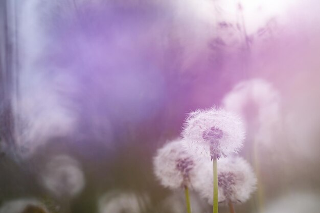 Photo close-up of pink flower