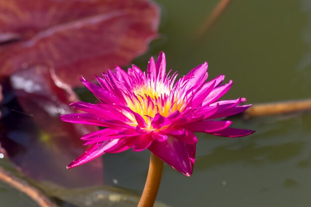 Close-up of pink flower