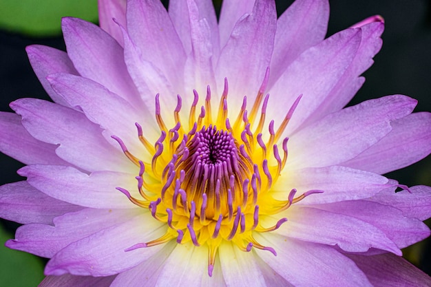 Close-up of pink flower