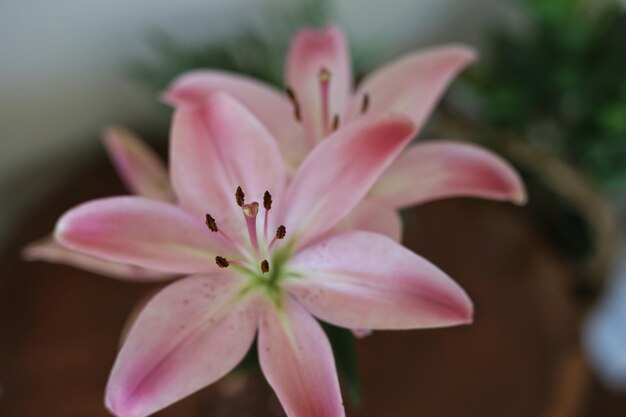 Photo close-up of pink flower