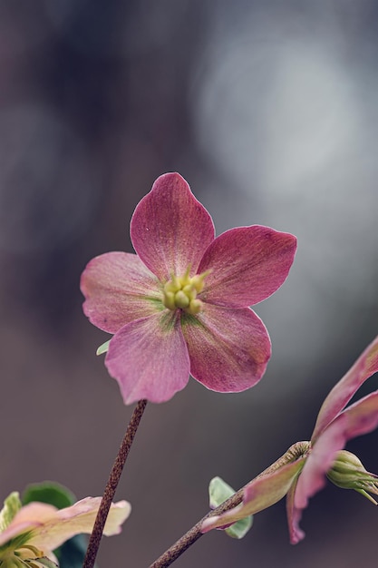 ピンクの花のクローズアップ