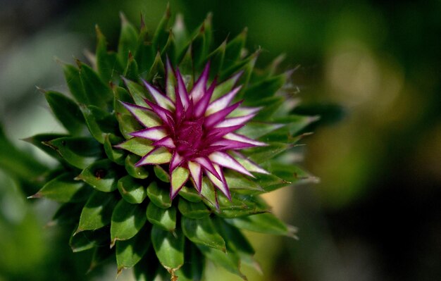 Close-up of pink flower