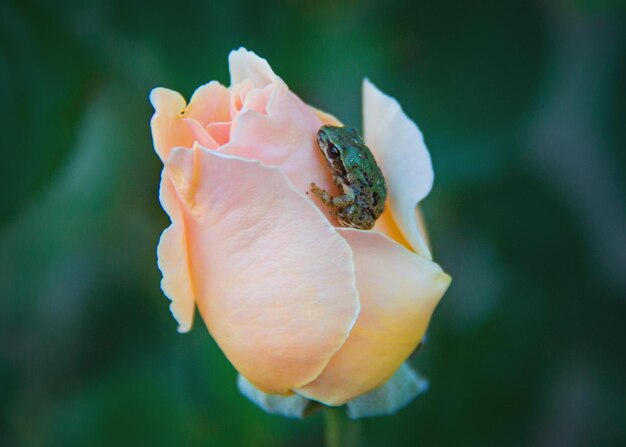 Close-up of pink flower