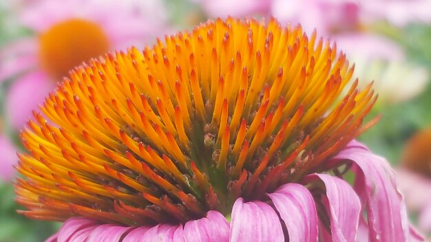 Close-up of pink flower