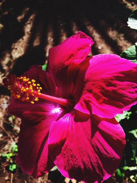 Foto close-up di un fiore rosa