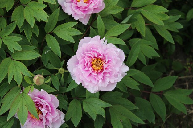 Foto close-up di un fiore rosa