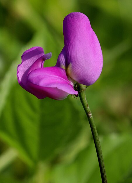 Foto close-up di un fiore rosa