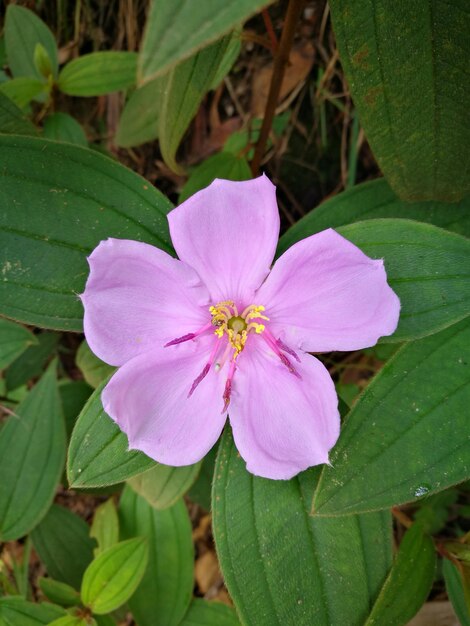 Photo close-up of pink flower