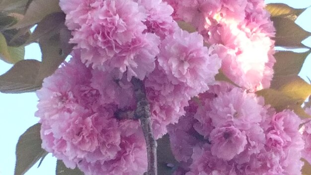 Foto close-up di un fiore rosa