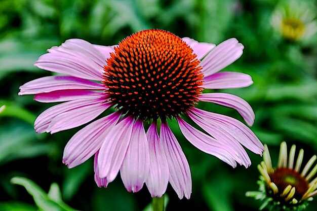 Photo close-up of pink flower