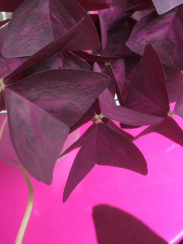 Photo close-up of pink flower