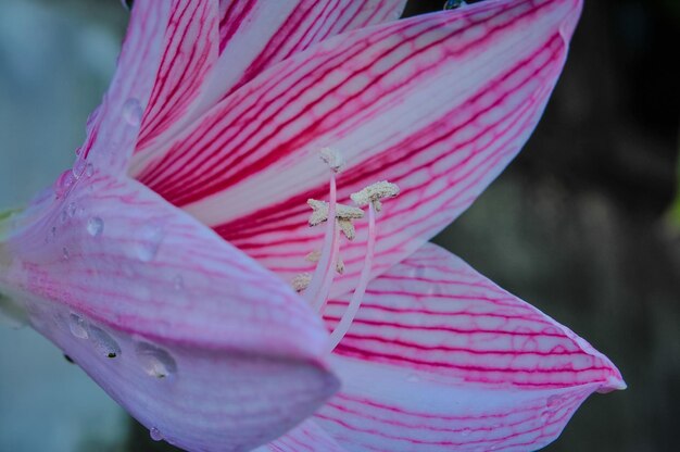 Foto close-up di un fiore rosa