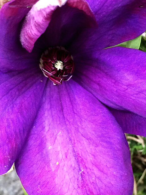 Close-up of pink flower