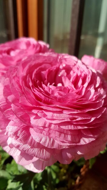 Close-up of pink flower