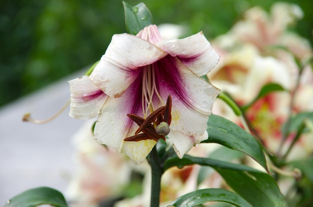 Photo close-up of pink flower