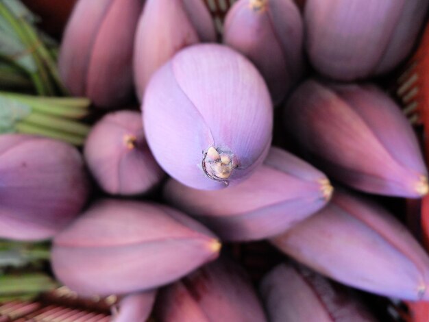 Close-up of pink flower