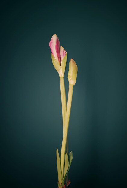 Photo close-up of pink flower