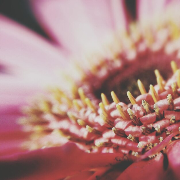 Photo close-up of pink flower