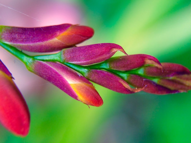 Foto close-up di un fiore rosa