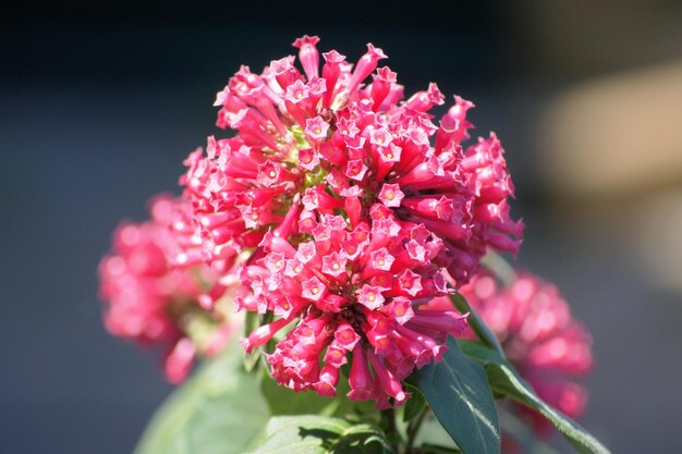 Photo close-up of pink flower