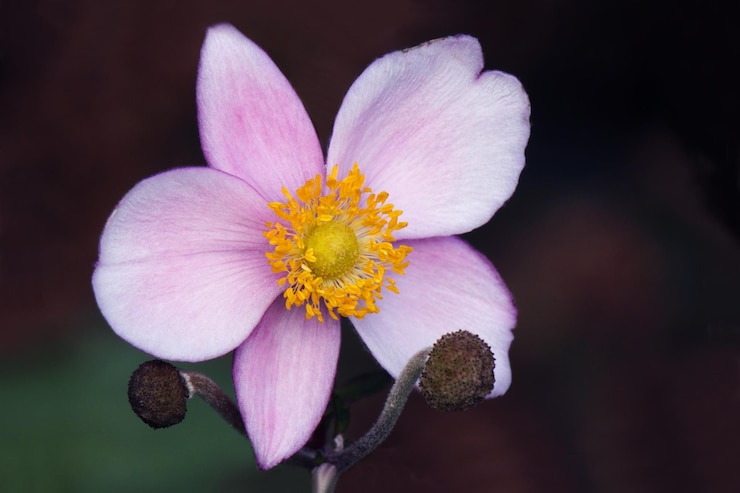 Photo close-up of pink flower