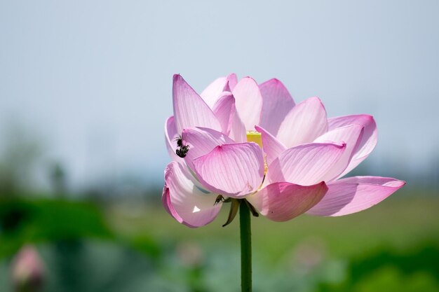 Close-up of pink flower