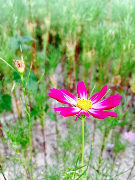 Close-up of pink flower