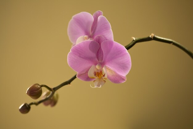 Photo close-up of pink flower